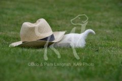 Terrier - West Highland White