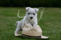 Terrier - West Highland White