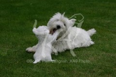 Terrier - West Highland White