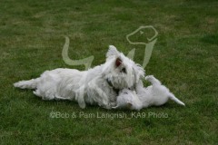 Terrier - West Highland White