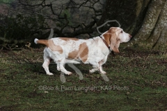 Basset Hound